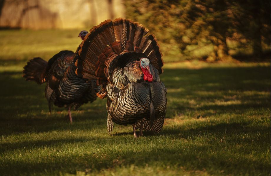 <h2 class="wp-block-heading">Comparing a healthy, maintained, and organically built website with a healthy, organic diet produces so many similarities that they may arrive at the same results. Building and maintaining a sustainable, organic website draws many parallels to an individual who opts for a healthier lifestyle by switching to an organic diet. How your food is grown or raised may have a significant impact on your mental and emotional health as well as the environment. The same is true for the overall health of your website regarding the visitors you attract. </h2>



<p class="has-drop-cap">Organic foods often have more beneficial nutrients, such as antioxidants, than their conventionally grown counterparts. Likewise, organic traffic is generated in a more "natural" way as well. Sure, paid advertising campaigns may put eyes on your site. However, much as you would eat organic to steer clear of impurities in the food, the traffic generated through a paid campaign can often be artificial and, like its food counterparts, very harmful to your website.&nbsp;</p>



<h2 class="wp-block-heading">What is Organic Traffic?</h2>



<p>Organic traffic refers to the visitors landing on your website due to using a search engine (like Google). These quality visits show that the user was not referred from another site, nor was it generated by paid ads or campaigns just as an organic farmer produces fresher and much cleaner produce and products by not using harmful chemicals and synthetic pesticides, the increase of your organic traffic results from your consistently creating fresh new original, quality, and relevant content.&nbsp;</p>



<p>Consequently, by focusing on quality, relevant, original content to build your organic customer sphere, you eliminate the need to pay for subpar and, most of the time, irrelevant visitors to your website. Thus, growing a relevant and robust base of visitors who are searching and interested in your type of business or services. Besides, as you continue to "yield" quality, relevant content consistently, you increase your search engine optimization (SEO). This helps you rank higher in search engines and helps the maximum number see your website of relevant, potential clients.&nbsp;</p>



<blockquote class="wp-block-quote is-style-default is-layout-flow wp-block-quote-is-layout-flow"><p>While competitors could pay for a certain ad which will be seen and get their share of clicks, your competitors cannot buy or pay their way to the credibility and trust that is built with a well-planned and effectively executed strategy that has driven your brand to the "top of the page."</p></blockquote>



<p>By "harvesting" these quality, organic leads rather than running paid campaigns, you eliminate the possibility of these "irrelevant visitors" that can prove detrimental to both your daily traffic and server. Not to mention, without a need for "sifting" through that subpar traffic, you avoid wasting what may be the most valuable asset to any company, time.</p>



<h2 class="wp-block-heading">The Proof is in the "Product"&nbsp;</h2>



<p>As with anything, seeing is believing. In building a solid marketing strategy aimed at driving organic traffic, "seeing" comes in the form of your client being able to look and see as they climb the rankings in search engines and, as a result accumulating more customers and return on their initial investment. Just as the healthy eating customer becomes a loyal buyer of the fresher and juicier organic product from the particular brand which they have grown to trust, when the consistent content you build for your target audience turns into consistent results, the "seed is planted" for a strong and solid long-term customer relationship.</p>



<p>Just as utilizing an organic diet will lead to an increased energetic and healthier lifestyle, a steady and consistent method of delivering organic content will see a steady increase and constant climb on Google and other search engines. The organic traffic increase, keyword and phrase searches will allow your brand or services to become more visible while laying the foundation for visitors to return, which helps convert them into long-term clients.&nbsp;&nbsp;</p>



<div class="wp-block-columns is-layout-flex wp-container-core-columns-is-layout-9d6595d7 wp-block-columns-is-layout-flex">
<div class="wp-block-column is-layout-flow wp-block-column-is-layout-flow" style="flex-basis:100%">
<div class="wp-block-columns is-layout-flex wp-container-core-columns-is-layout-9d6595d7 wp-block-columns-is-layout-flex">
<div class="wp-block-column is-layout-flow wp-block-column-is-layout-flow" style="flex-basis:100%">
<div class="wp-block-columns is-layout-flex wp-container-core-columns-is-layout-9d6595d7 wp-block-columns-is-layout-flex">
<div class="wp-block-column is-layout-flow wp-block-column-is-layout-flow" style="flex-basis:80%">
<p>As noted, pursuing organic leads does not lead to overnight success, but once your business is established and is sustained with original organic content, continuing with this consistent strategy will keep you climbing in search engines and, most importantly keep you visible to the customer.&nbsp;</p>
</div>



<div class="wp-block-column is-layout-flow wp-block-column-is-layout-flow" style="flex-basis:50%">
<blockquote class="wp-block-quote is-style-default is-layout-flow wp-block-quote-is-layout-flow"><p>Our organic efforts in real-world test outperformed the PPC by over 360 percent in a six month period.</p></blockquote>
</div>
</div>
</div>
</div>
</div>
</div>



<p>While competitors could pay for a particular ad which will be seen and get their share of clicks, your competitors cannot buy or pay their way to the credibility and trust that is built with a well-planned and effectively executed strategy that has driven your brand to the "top of the page."&nbsp;</p>



<figure class="wp-block-image size-large"><img src="https://www.blevinscreativegroup.com/wp-content/uploads/2021/03/How-Organic-SEO-Works-1024x365.png" alt="" class="wp-image-3790"/></figure>



<h2 class="wp-block-heading">ROI is the Bottom Line</h2>



<p>It's easy to fall victim to pay-per-click (PPC) campaigns if you're outsourcing the efforts or if you don't understand the analytics. An example is a long-time client who ran a major PPC campaign and also ran an organic strategy method with us. We tracked the efforts and both campaigns of each team. Our organic efforts in a real-world test outperformed the PPC by over 360 percent in a six-month period. The organic strategy continues to be the leading role resulting in over $18 million in home sales.</p>



<p>Whether we are comparing personal well-being and eating habits or building and sustaining a strong and prosperous brand, the bottom line is seeing a return on your investment (ROI). In our experience whether you chose to run a PPC campaign or not, building your organic presence when implemented correctly and consistently will build an overall healthy lead source and is a way to deliver strong, sustainable results and most importantly trust to maximize your bottom line.&nbsp;&nbsp;</p>